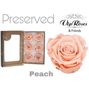 Preserved rosa peach