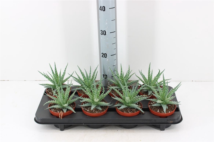 <h4>Aloe Humilis Mara P10.5</h4>
