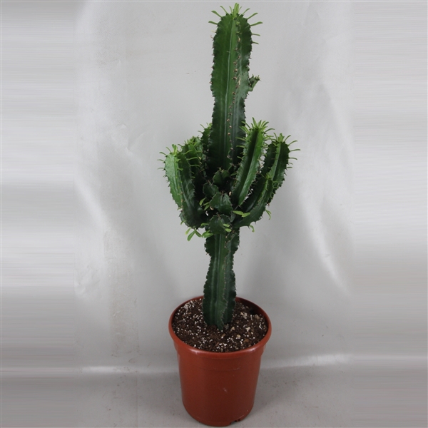 art.1830I Euphorbia ingens 24 cm