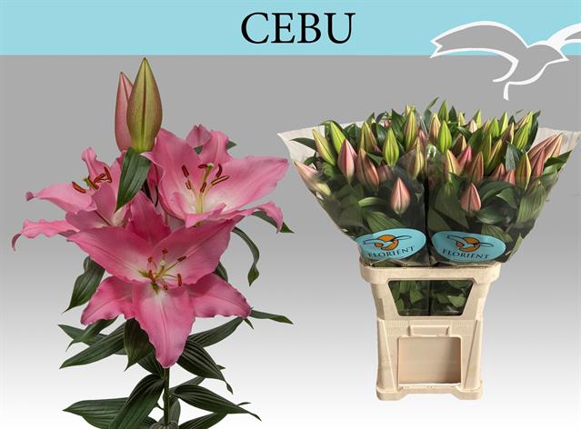<h4>Lilium or cebu</h4>