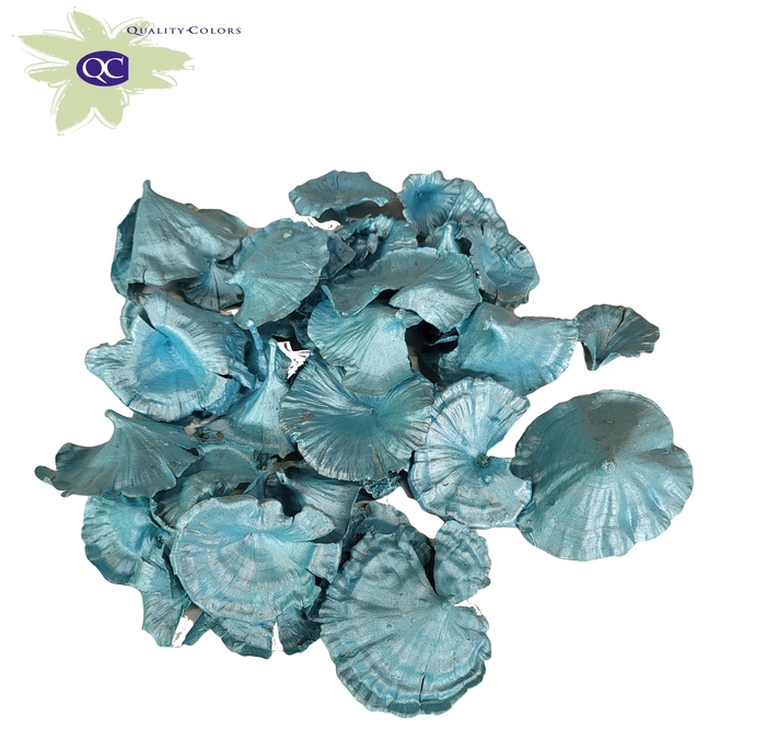 <h4>Golden mushroom 100gr in poly pearl blue</h4>