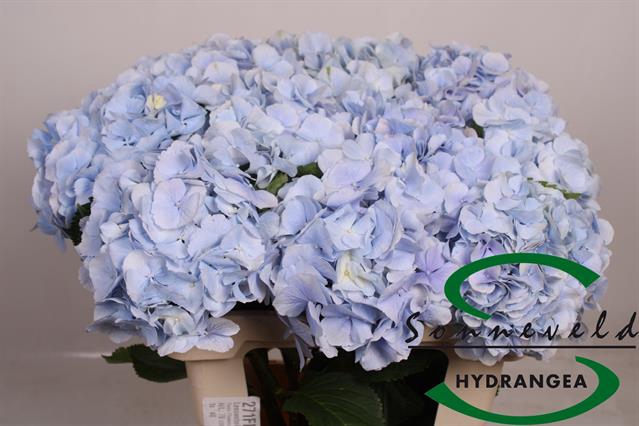 <h4>Hydrangea verena blue</h4>
