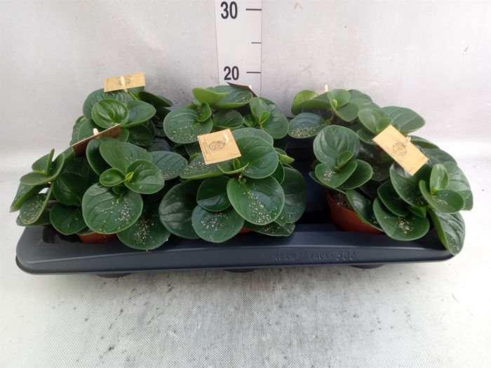 Peperomia obt. 'Red Canyon'