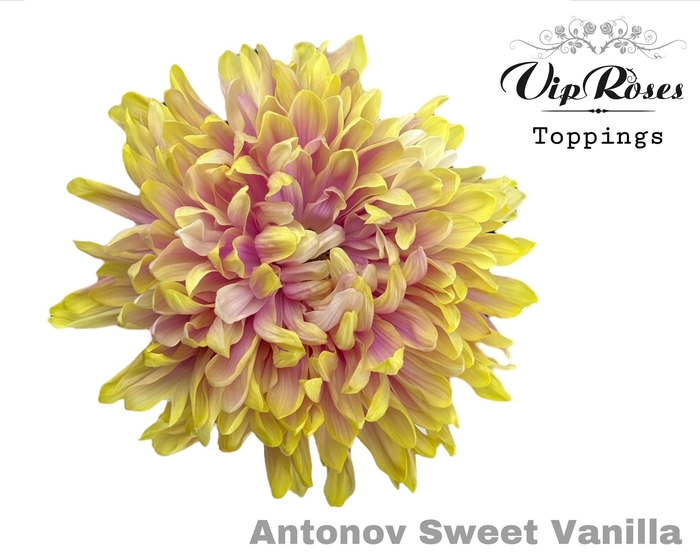 <h4>Chr G Vip Antonov Sweet Vanilla</h4>