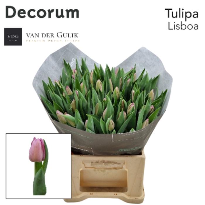 <h4>Tulipa enke. enkel overig</h4>