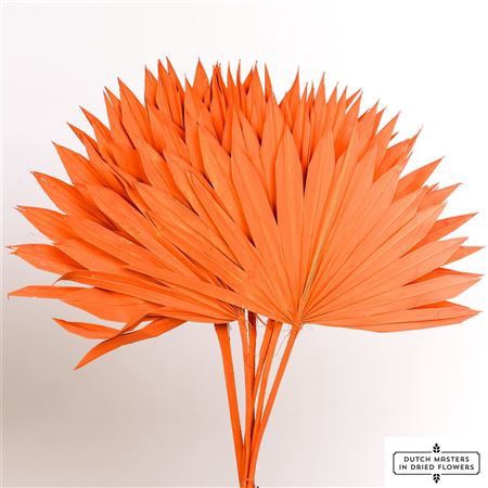 <h4>Dried Palm Sun 6pc Orange Bunch</h4>