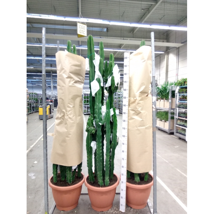 <h4>Euphorbia candelabrum</h4>