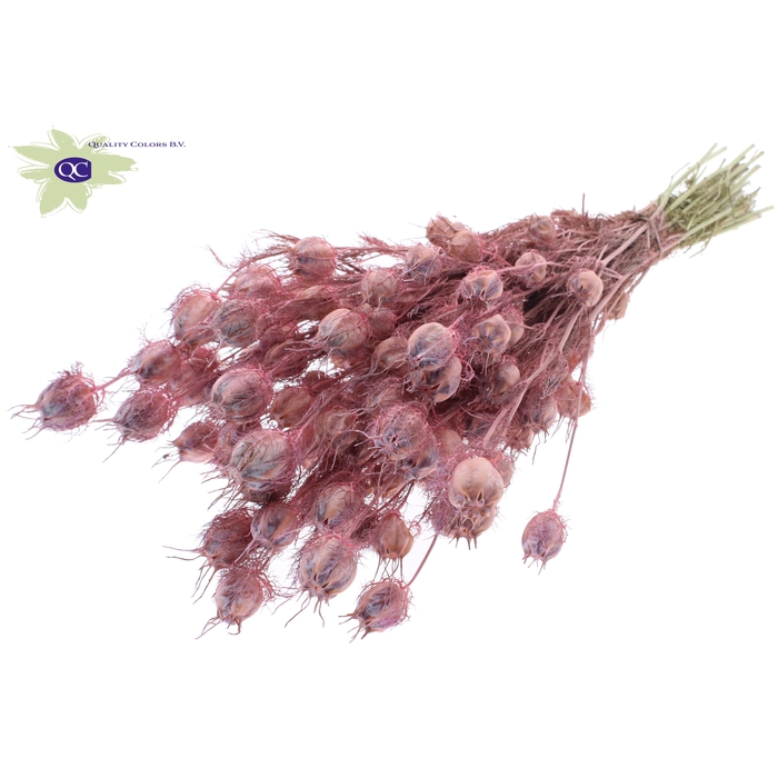 <h4>Nigella per bunch Frosted Pink</h4>
