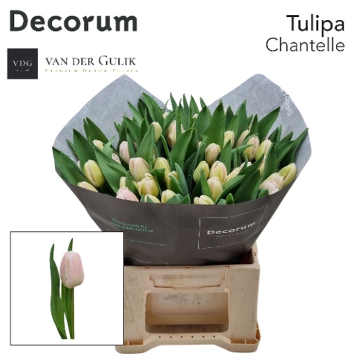 <h4>Tulipa enke. Triumf Grp Chantelle</h4>
