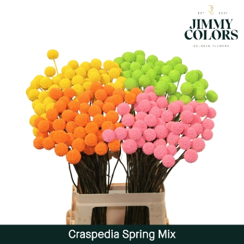 <h4>Craspedia L70 Klbh. Spring Mix</h4>
