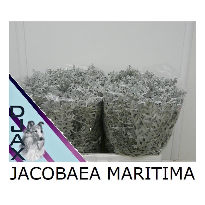 <h4>Jacobaea Maritima</h4>