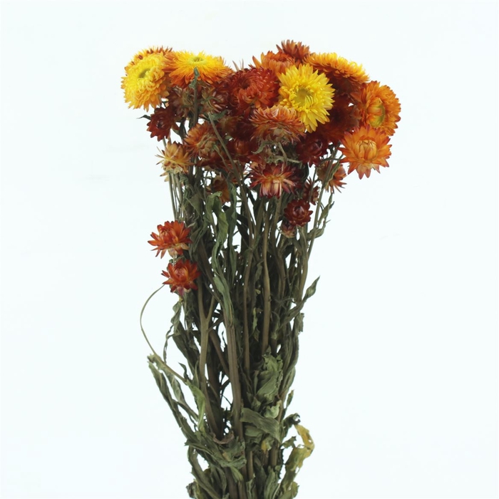 Dried Helichrysum Oranje