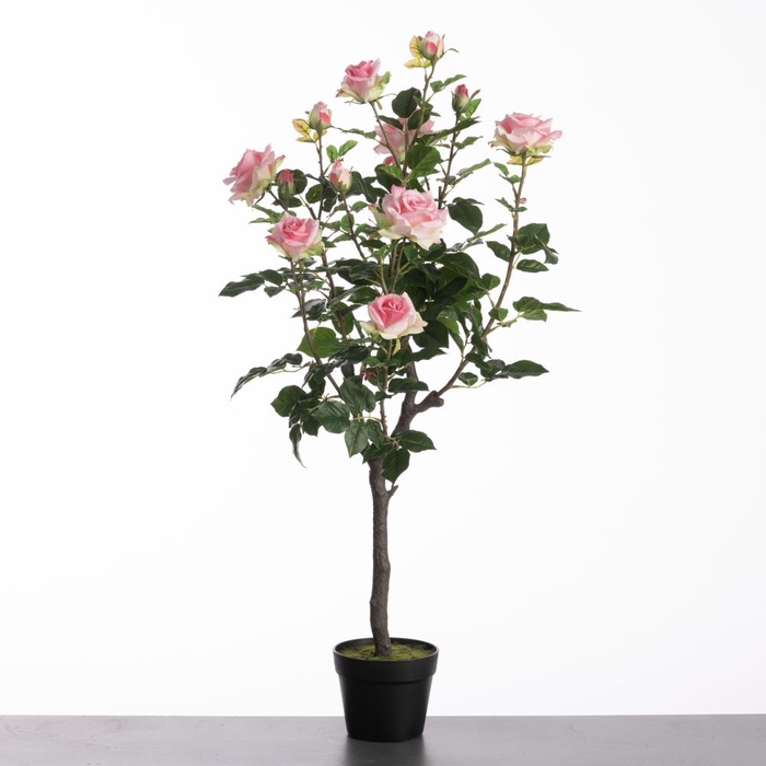 <h4>Af Rosa In Pot H109cm Pink</h4>