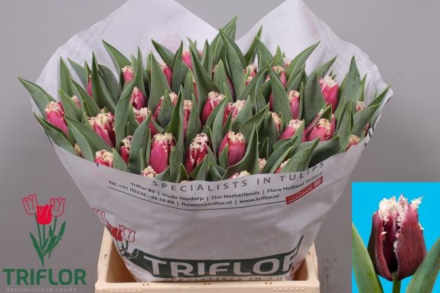 <h4>Tulipa (Fri. San Pablo</h4>