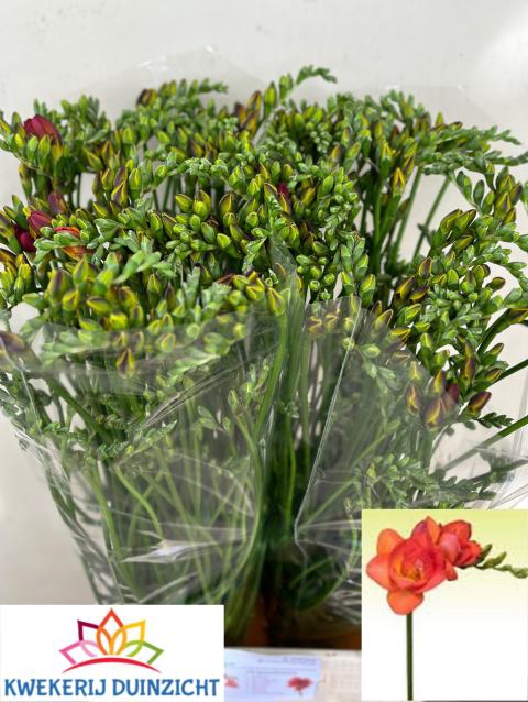 <h4>Freesia do red beauty</h4>