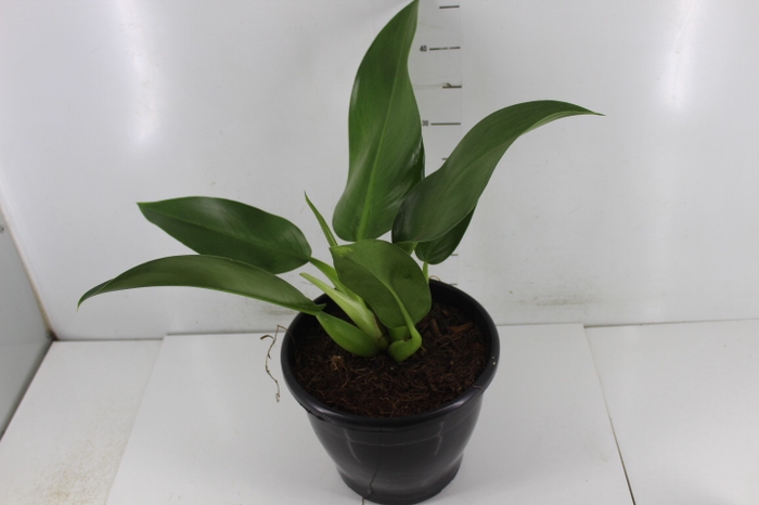 <h4>PHILODENDRON PACOVA P24</h4>