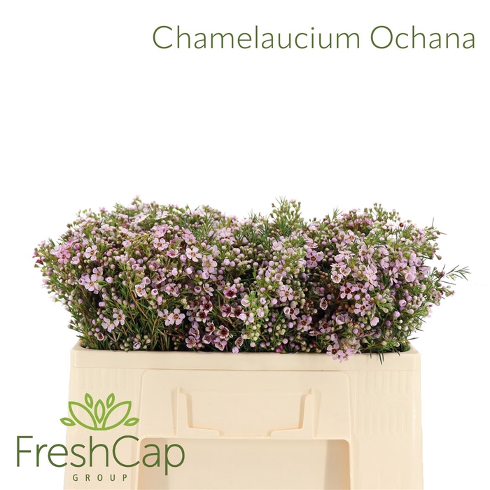 <h4>Chamelaucium Ochana</h4>