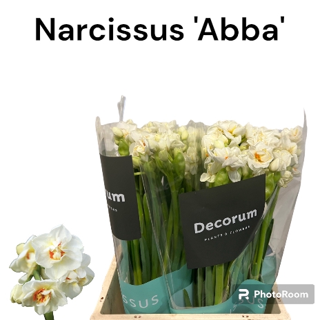 <h4>Narcissus sp abba</h4>