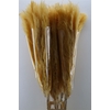 Dried Cortaderia Dadang Soft Yellow 140cm P Stem