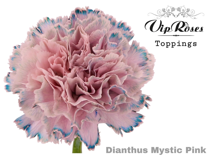 Dianthus st paint mystic pink