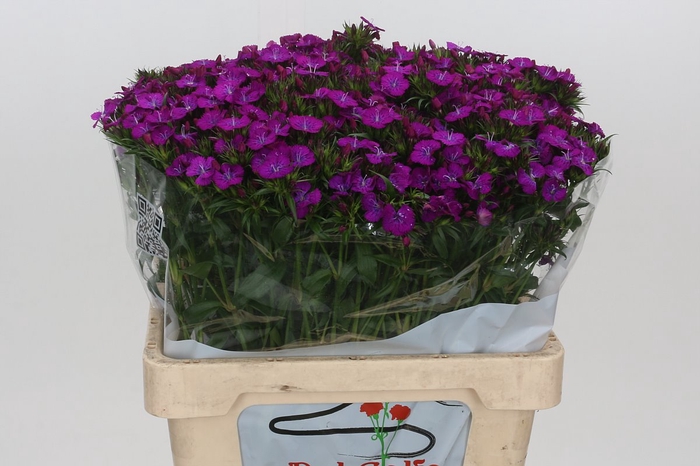 <h4>Dianthus Br Amazon Neon Purple</h4>
