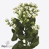 Kalanchoe simply white meadow