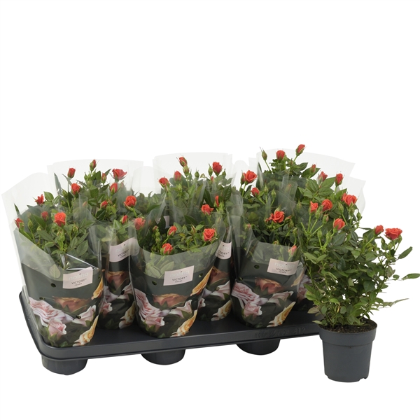 <h4>Nolina Roses Ø 10,5 cm. Orange st. 1-2</h4>