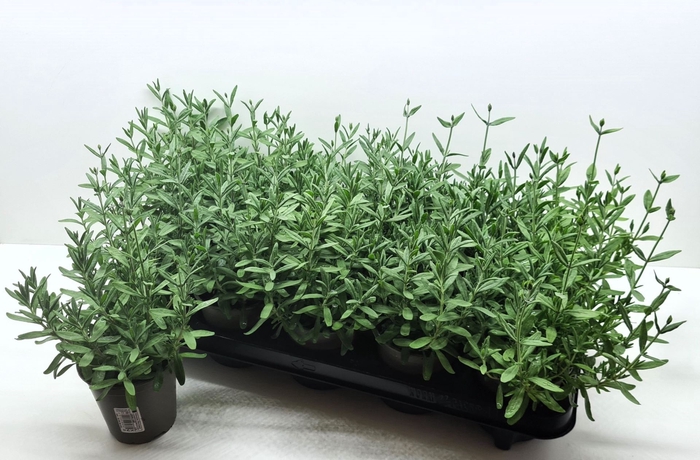 <h4>Lavandula angustifolia Cleo-Patio</h4>