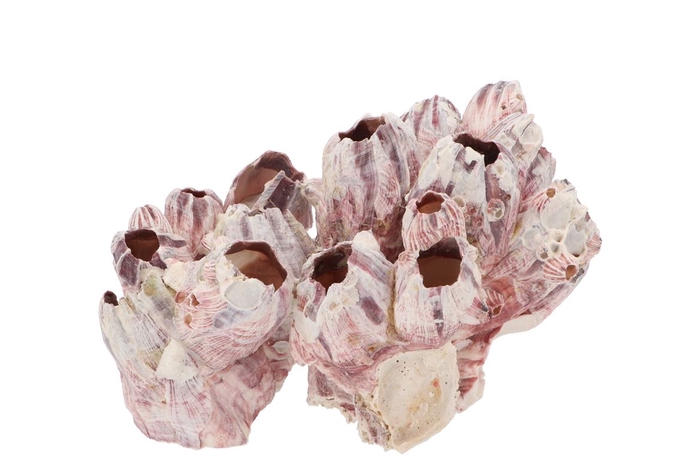 <h4>Coquillage Barnacle 20-25cm</h4>