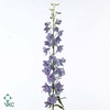 Delphinium el guardian lavender