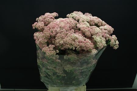 <h4>Ozo Rice Flower Rose</h4>