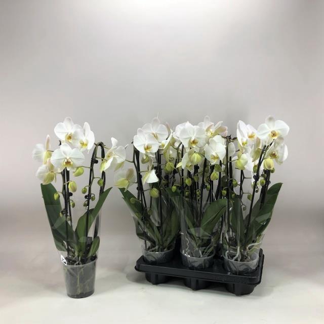 Phalaenopsis Elegans Cascade 12Ø 40cm 2st 18fl