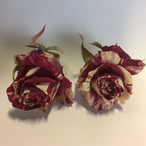 Harlekijn rose 4,5-5cm