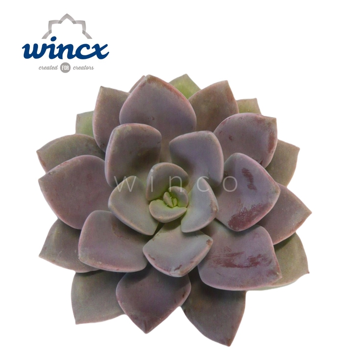 <h4>Echeveria metallica cutflower wincx-8cm</h4>