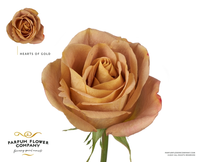 Rosa Premium Heart of Gold
