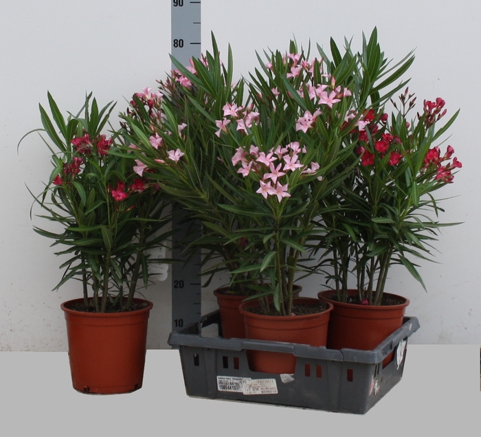<h4>Nerium Oleander Ov</h4>