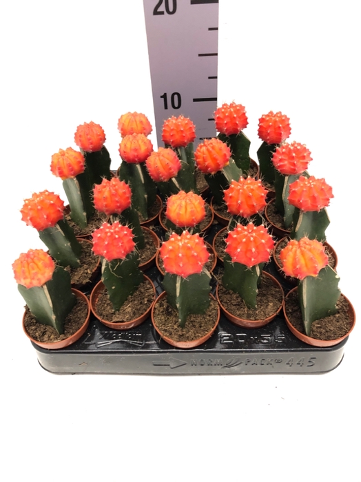 Gymnocalycum orange 5,5Ø 12cm