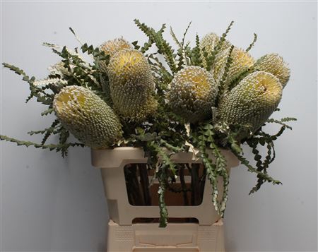 Banksia Speciosa