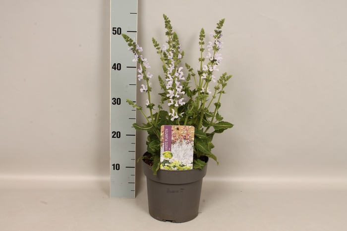 <h4>vaste planten 19 cm  Salvia Vanity Flair</h4>