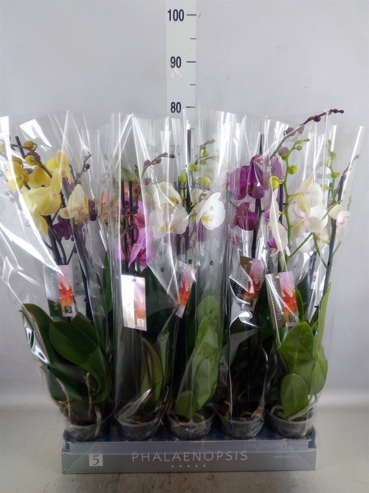 <h4>Phalaenopsis   ...mix  7</h4>