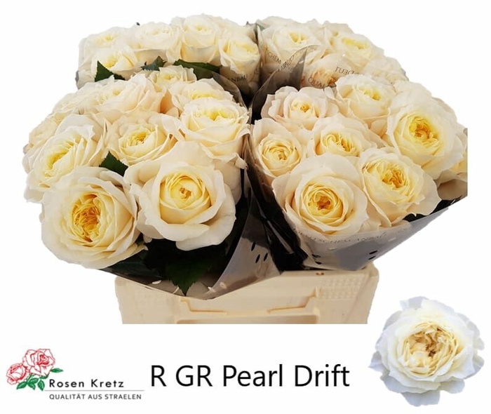 <h4>Rosa gr Pearl Drift</h4>