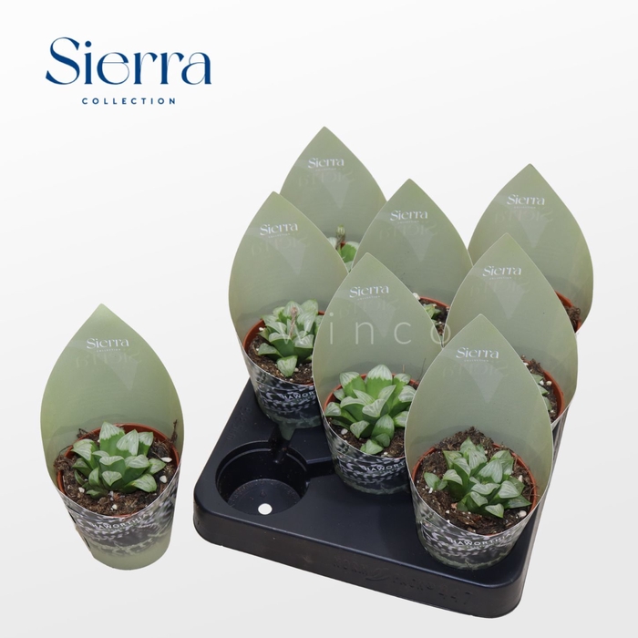 <h4>Haworthia Retusa Ssp. White (Sierra) Sierra Collection</h4>