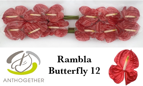 <h4>ANTH A RAMBLA butterfly 12</h4>