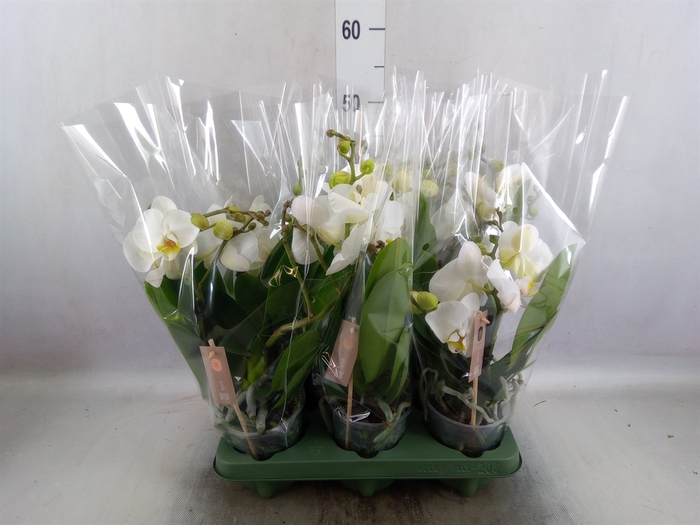 <h4>Phalaenopsis  'Spirit White'</h4>