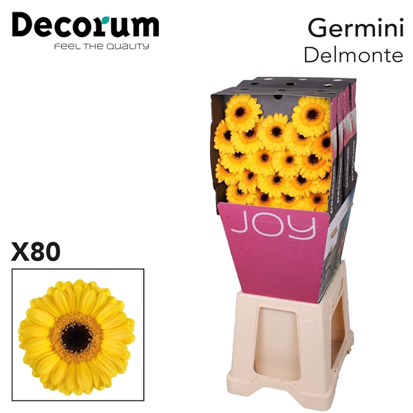 <h4>Germini Delmonte x120 - Oudijk Gerbera</h4>