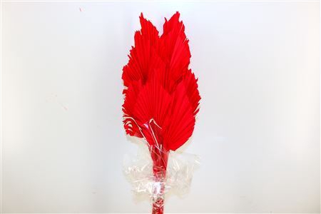 <h4>Dried Palm Spear 10pc Red Bunch</h4>