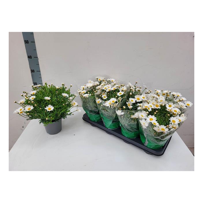 <h4>Argyranthemum frutescens Stella 2000 14Ø 25cm</h4>