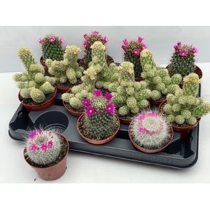 Cactus Flowering 8,5Ø 12cm