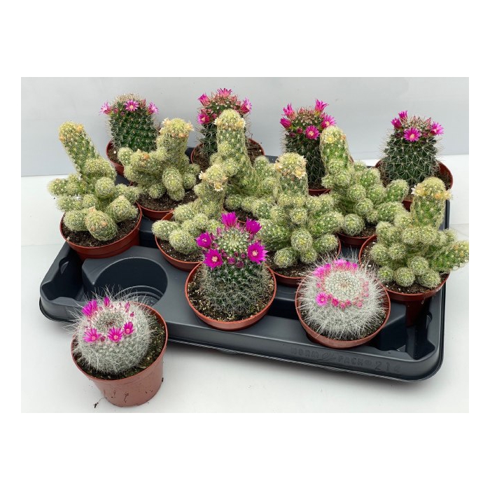 <h4>Cactus Flowering 8,5Ø 12cm</h4>