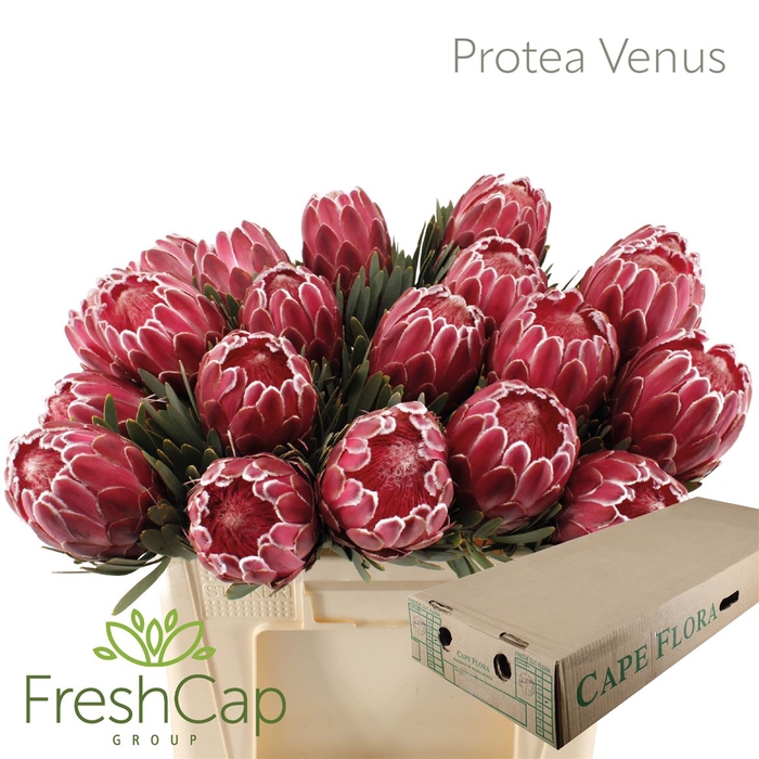 <h4>Protea Venus</h4>